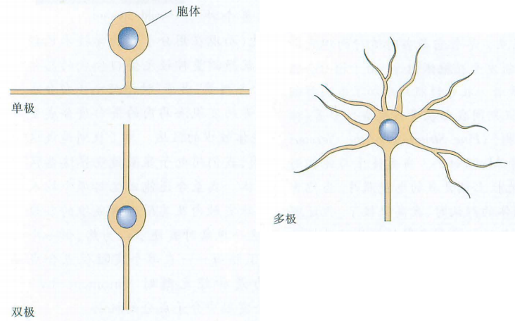 轴突树突形简单图示图片