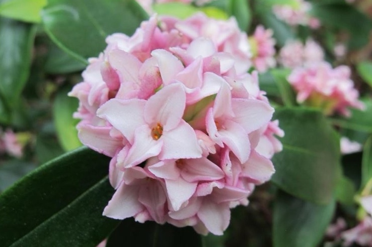 做好2点开花翻倍.