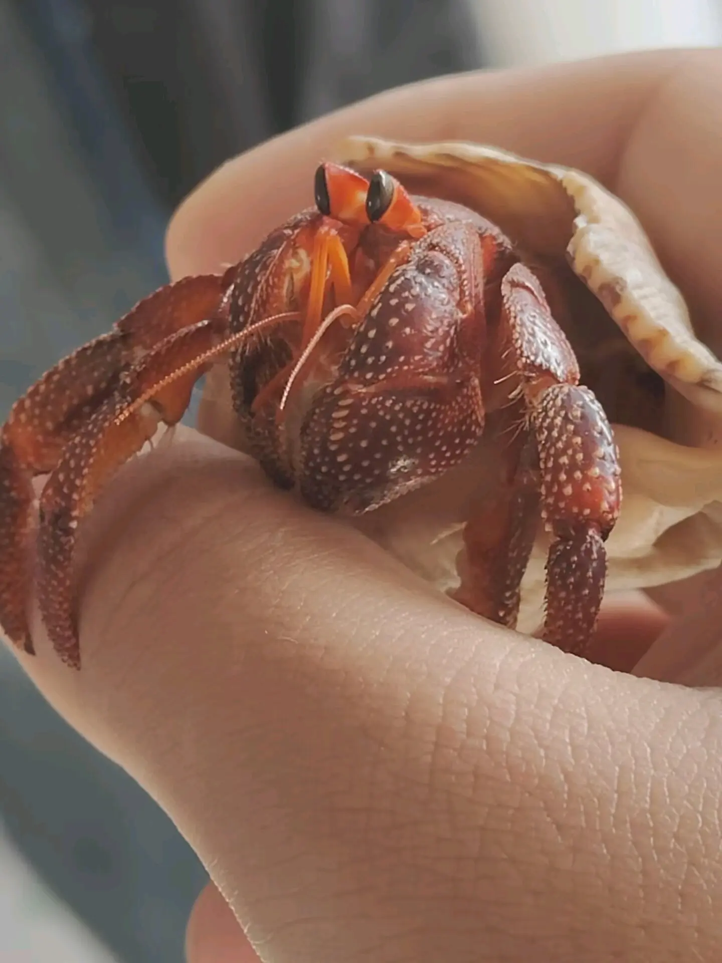 陆寄居蟹最简品种分辨12:草莓寄居蟹