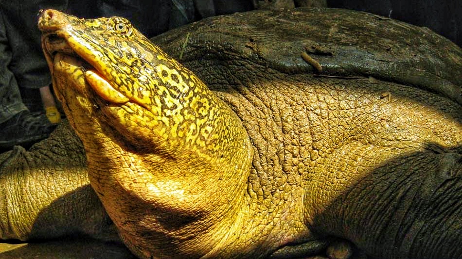 印度恒河的悲剧500万只甲鱼泛滥成灾为何白送中国都不要