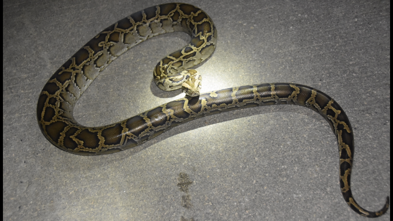 蛇几级保护动物(菜花蛇几级保护动物)