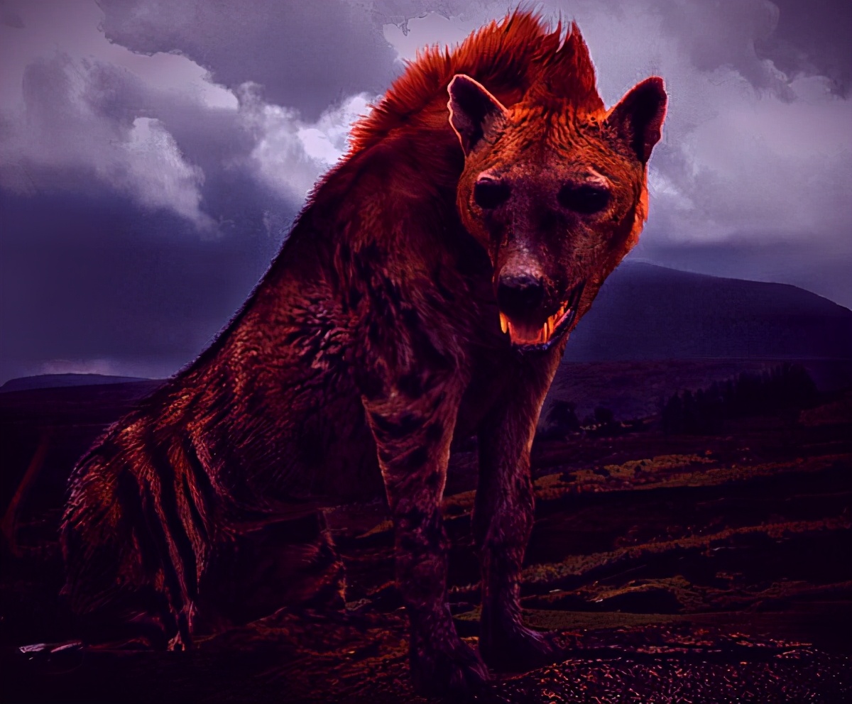 第六章大战黑斑兽  因为又有新的猎手现身了,现身的家伙是斑鬣狗,一种