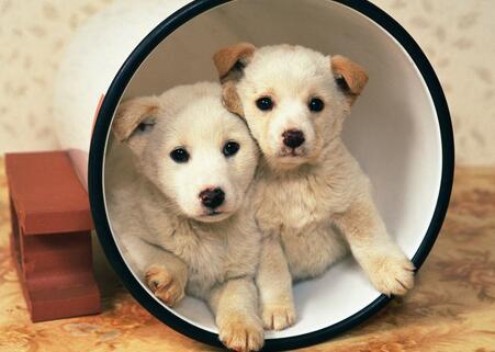 实例教你如何纠正狗狗随地大小便的问题