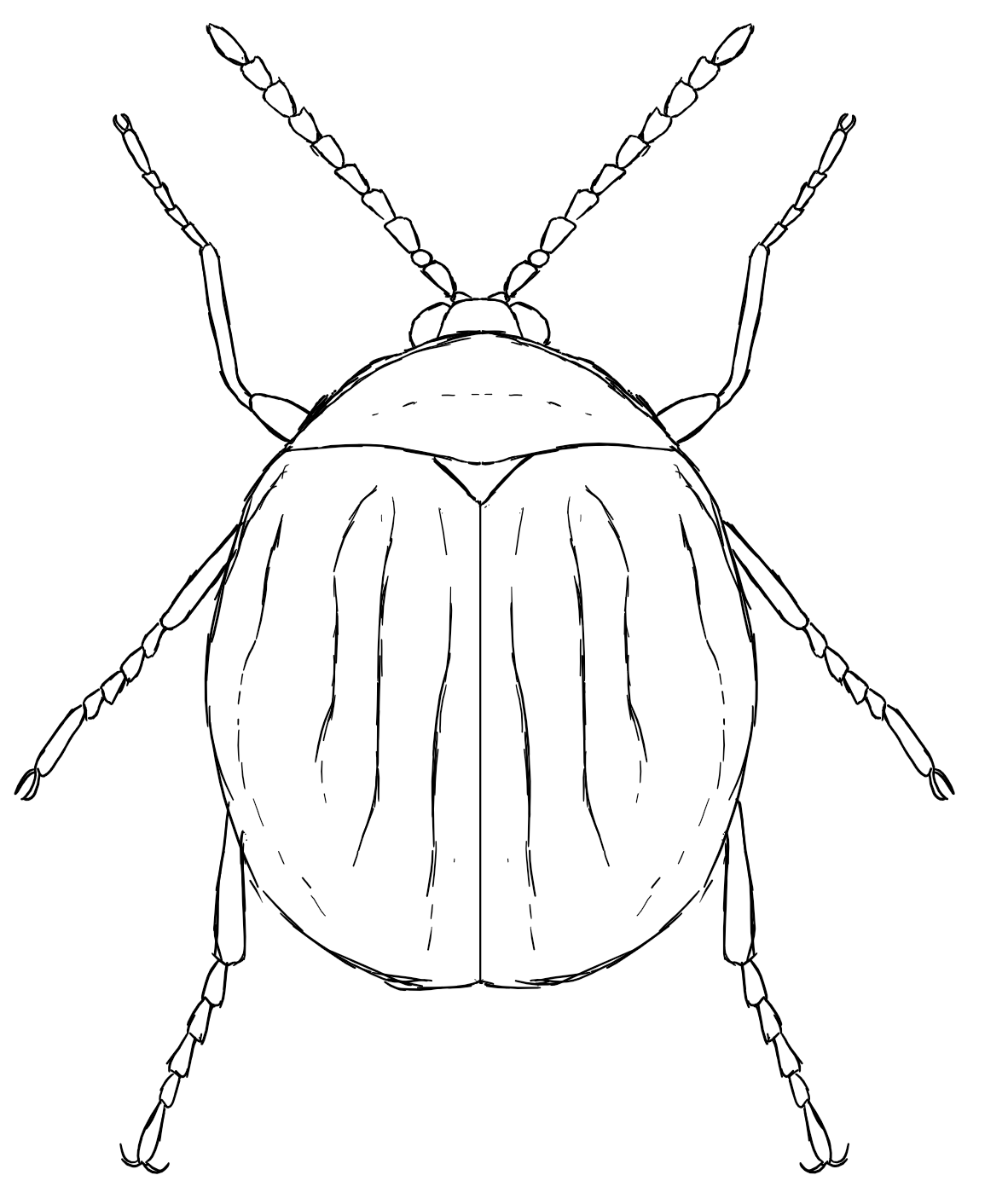 水生或半水生甲虫,分布在溪流边的泥沙以及岩石上 对水质的要求较高
