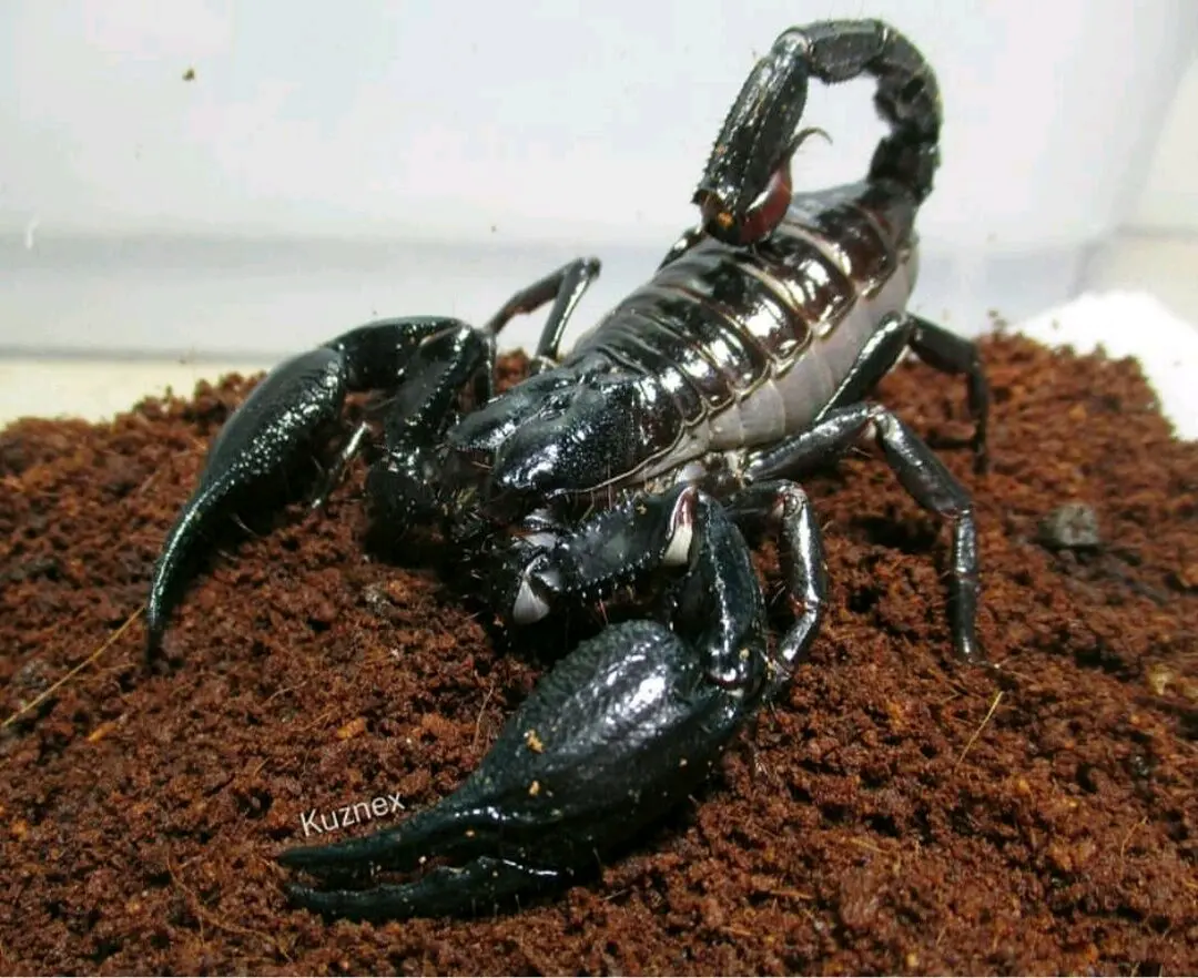 蝎子养殖方法 - 搜狗百科