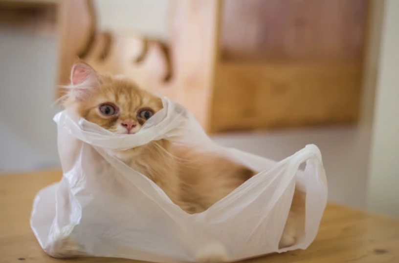 猫咪为何爱咬纸箱和塑料袋？皆因3个原因导致，不错的“猫玩具” 哔哩哔哩