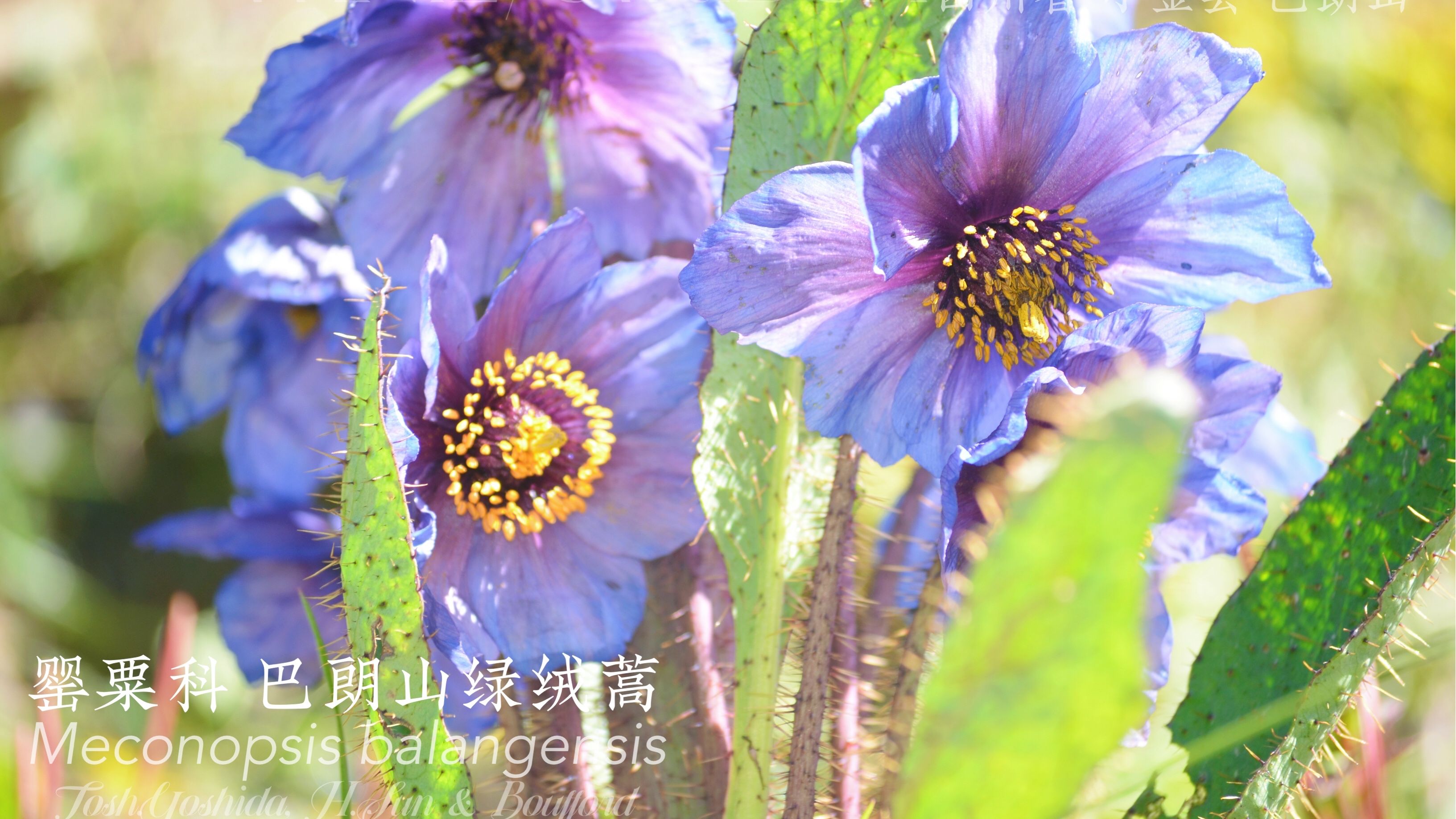 21 世唇的植物学西游记 汶川章 哔哩哔哩