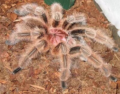 捕鸟蛛的科普第十七篇红玫瑰