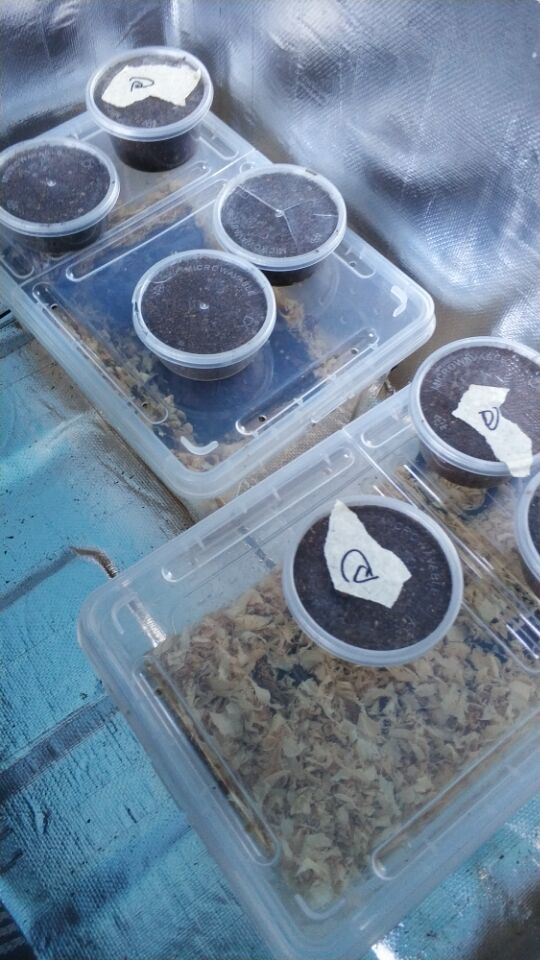 【甲虫饲养教学】养虫重中之重---温控(下篇)