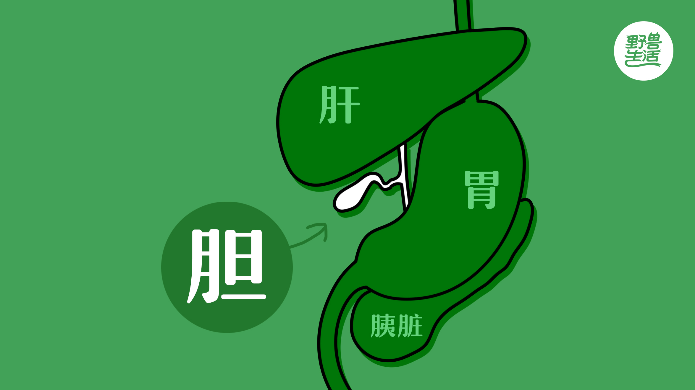 不吃早餐会得胆结石?英国胃肠学会:纯瞎猜
