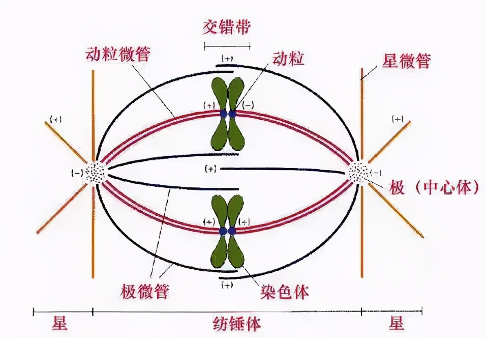 高中生物16大实验原理解析,快收藏吧!