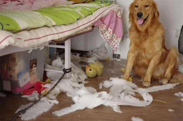 造成狗狗 真菌感染 的4大原因 你知道吗 哔哩哔哩