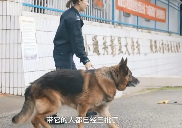 10年警犬退役 狗狗被尊称老班长 每次看到大家出动还想跟去工作 哔哩哔哩