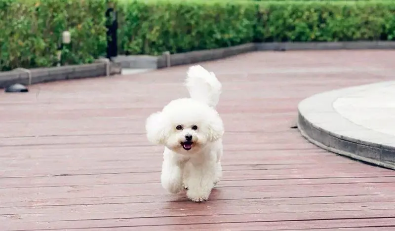 公认 运动量小 的狗 在家也能玩累 最适合懒人 哔哩哔哩