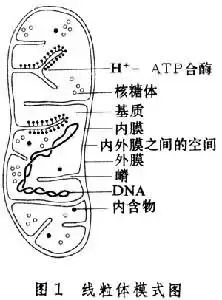 线粒体膜结构图片