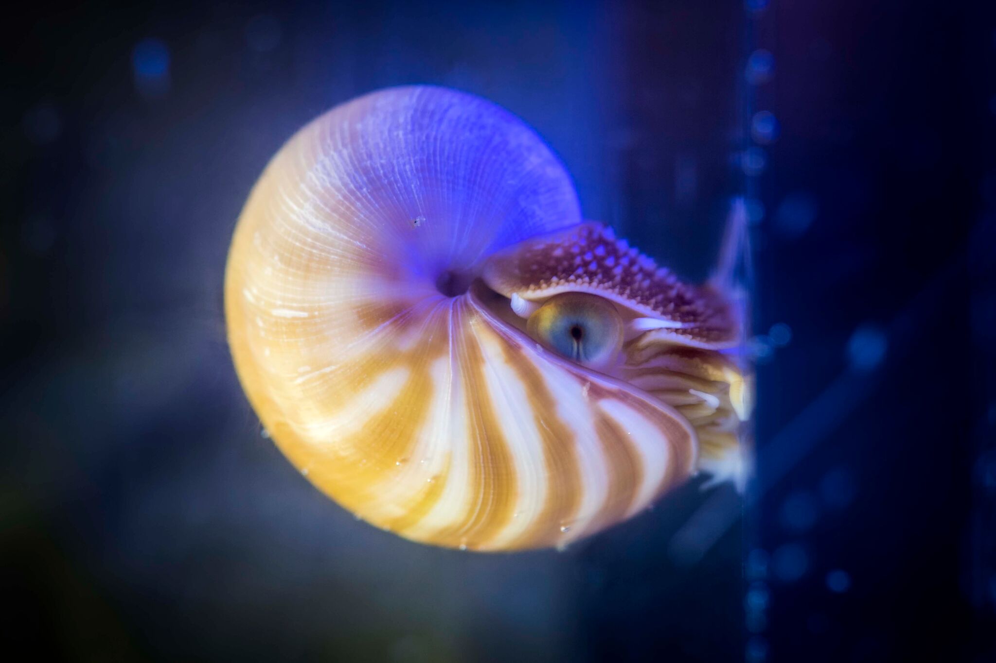 鹦鹉螺壳斐波那契对称截面螺旋结构增长黄金比例高清摄影大图-千库网