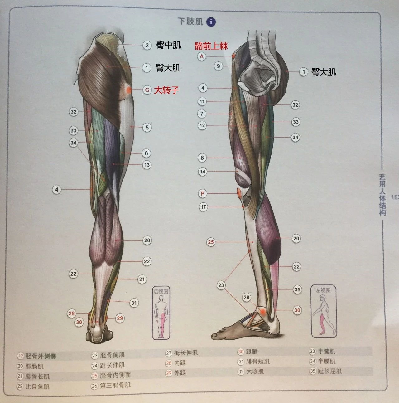 图8-10 臀部和大腿后面的肌肉、血管和神经(二)-基础医学-医学