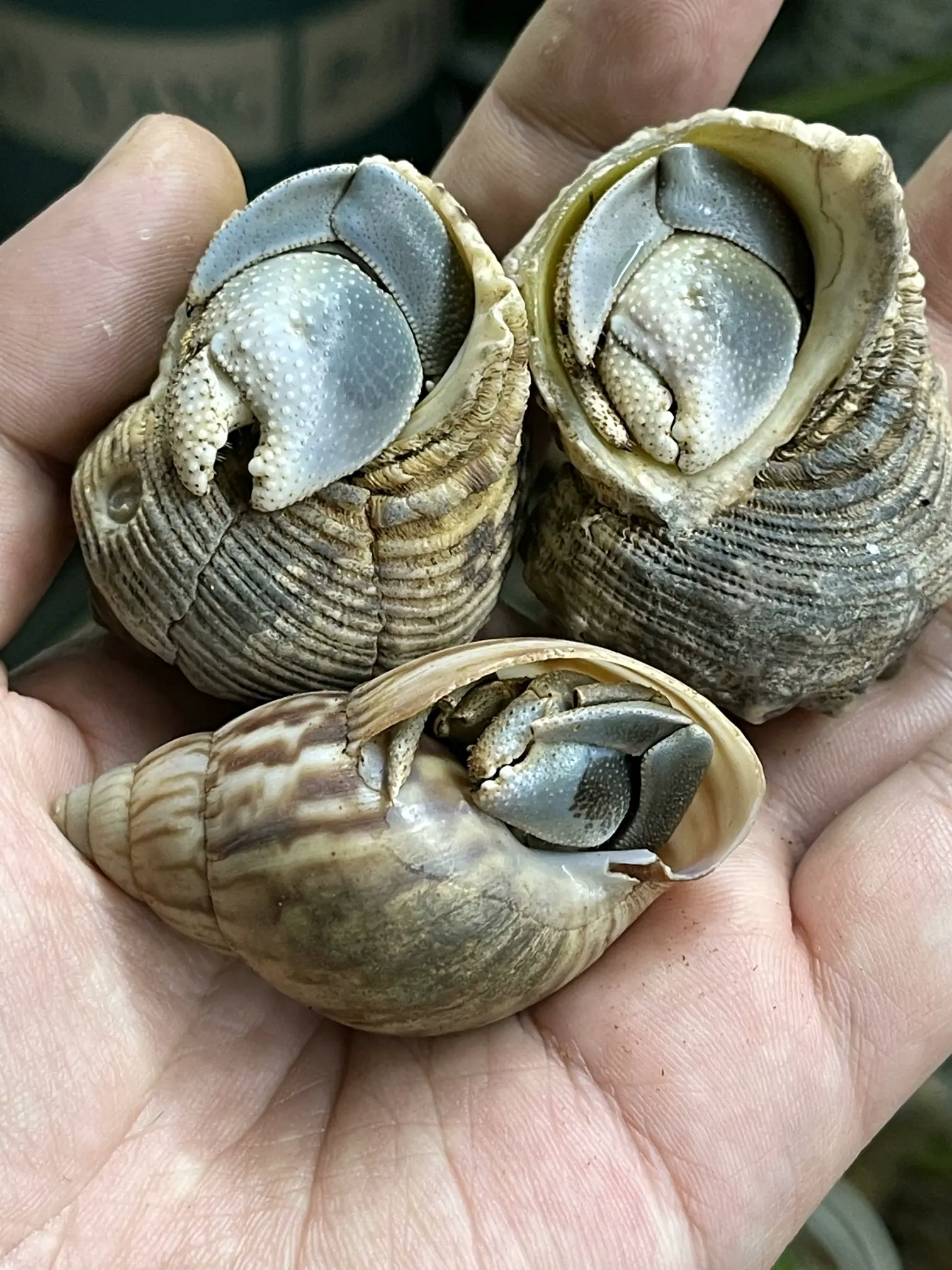 陆寄居蟹最简品种分辨11:凹足寄居蟹 - 哔哩哔哩