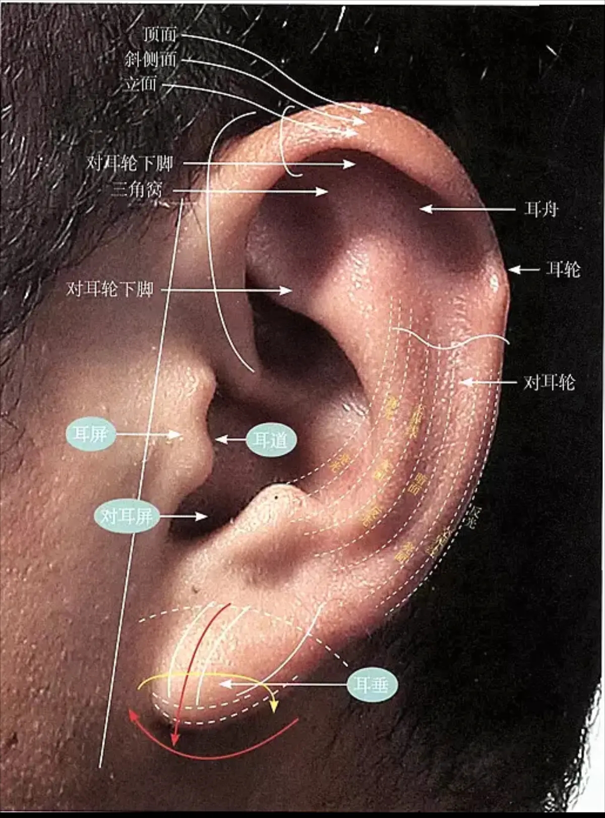 耳穴疗法的临床应用_莱州市中医医院