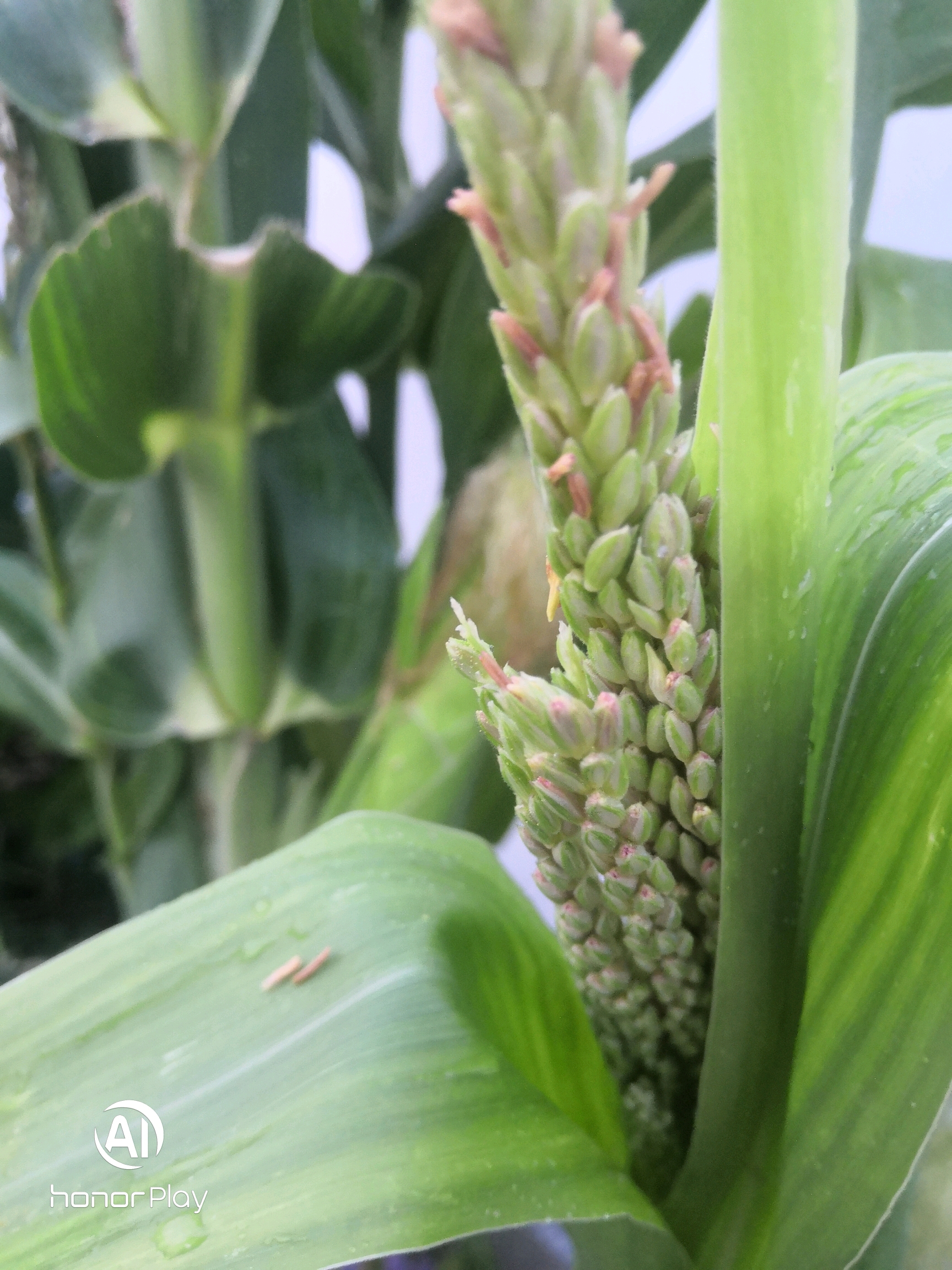 盆栽玉米人工授粉及其它注意事项小结