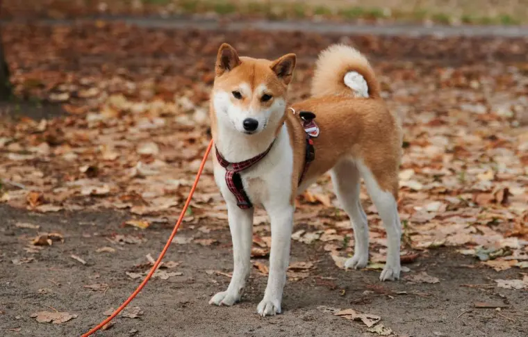 柴犬的繁殖成本真的很高吗 两三千的柴犬可以买吗 哔哩哔哩