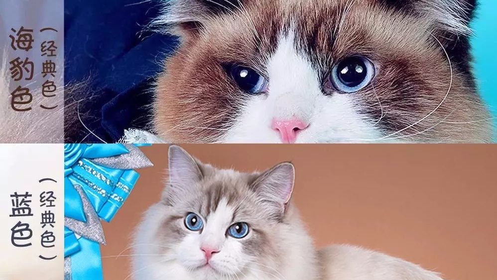 选猫科普 你对布偶猫了解有多少 哔哩哔哩专栏