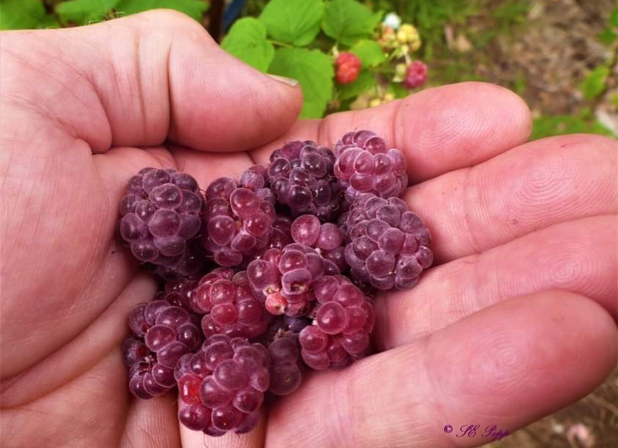 惊艳的紫色树莓glencoe