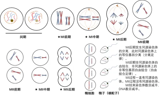 减数分裂的过程 哔哩哔哩