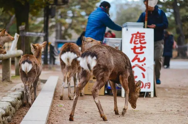 你试过被一堆梅花鹿围着吗 在日本这个地方就可以尝试 哔哩哔哩