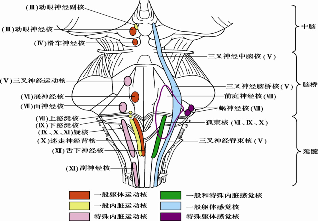 间脑与脑干的解剖生理及病损的定位诊断,一文详解! - 哔哩哔哩