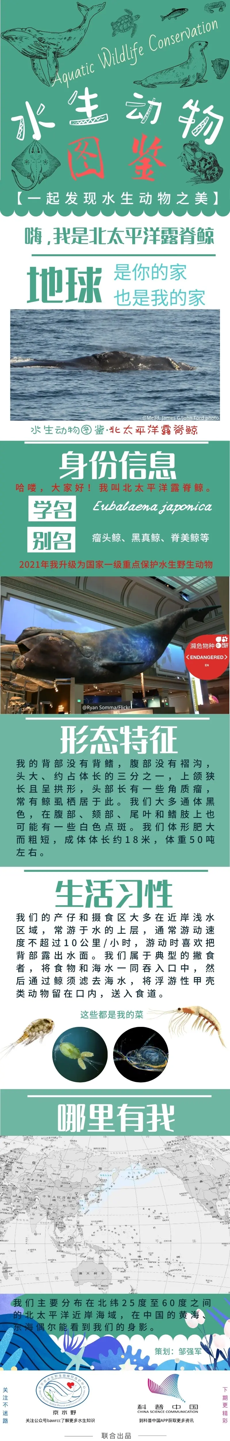 水生动物图鉴·北太平洋露脊鲸 - 哔哩哔哩