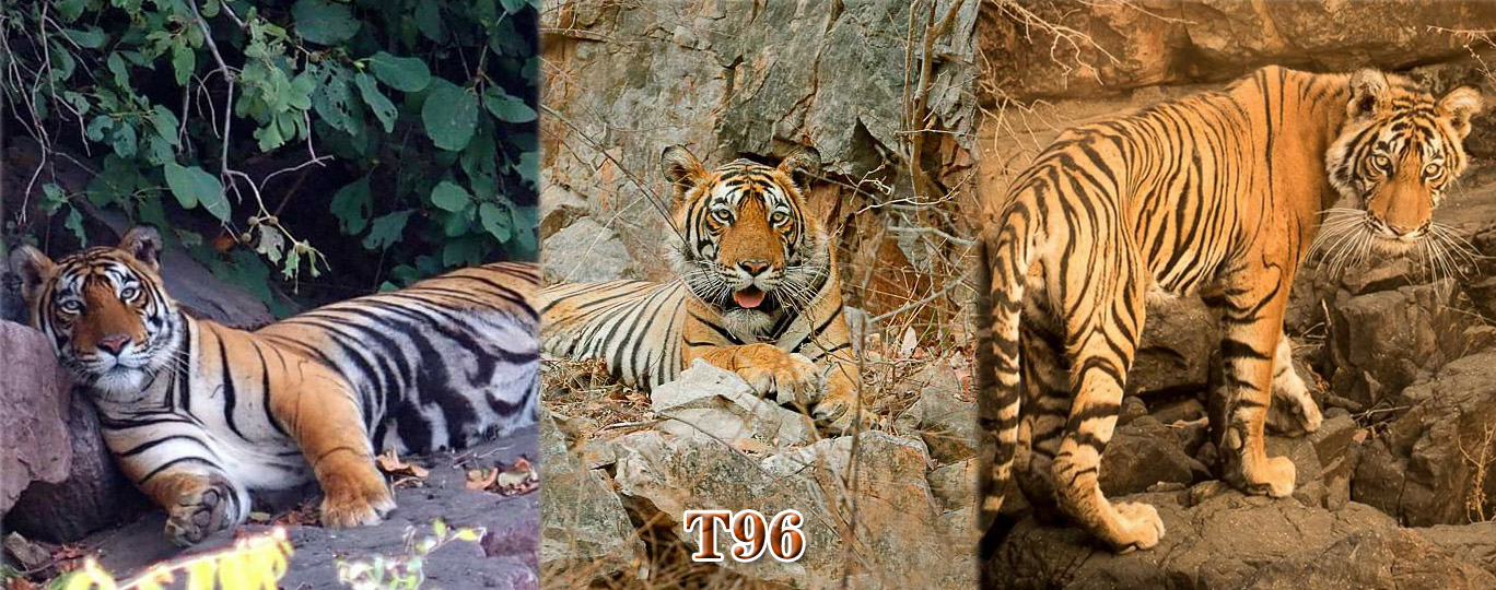 【伦腾堡】编号名虎五视图