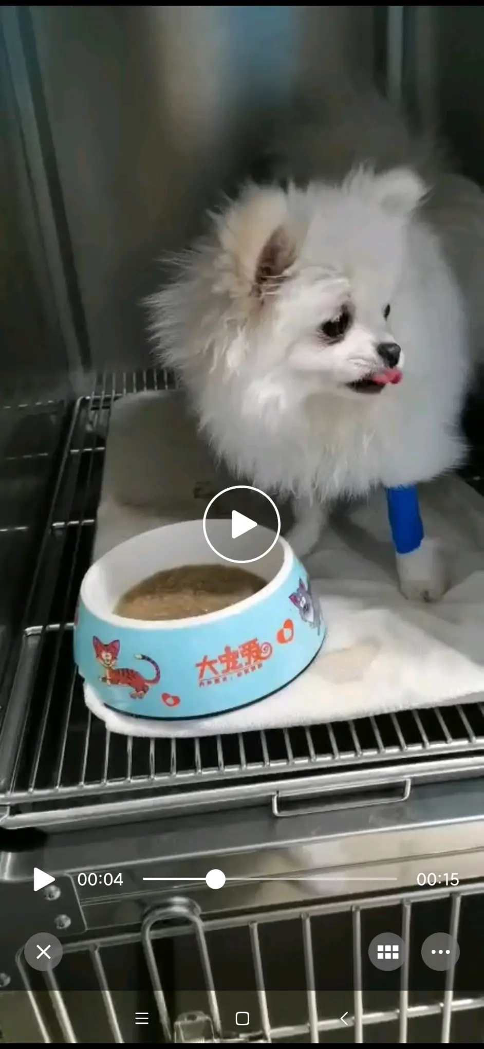 关于我的狗子不幸感染细小一事 哔哩哔哩