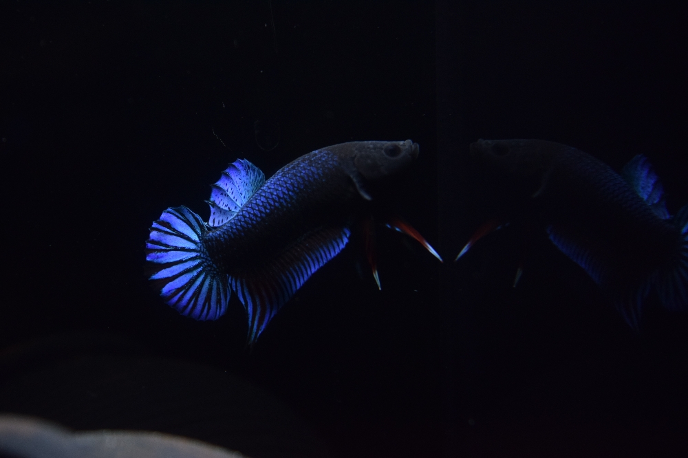 泰国斗鱼,好鱼苗单养的重要性