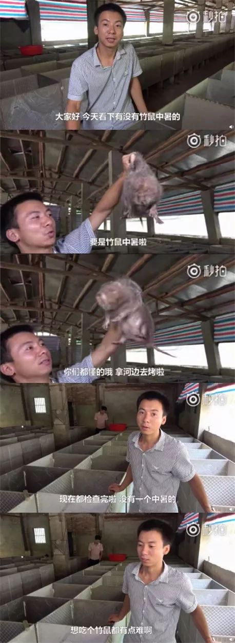 华农兄弟吃竹鼠为什么要理由为什么我们喜欢看