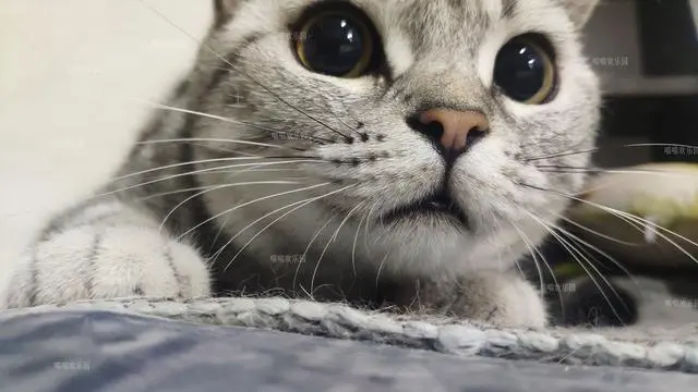 猫咪斜眼，眼睛不对称，千万不要被骗了- 哔哩哔哩