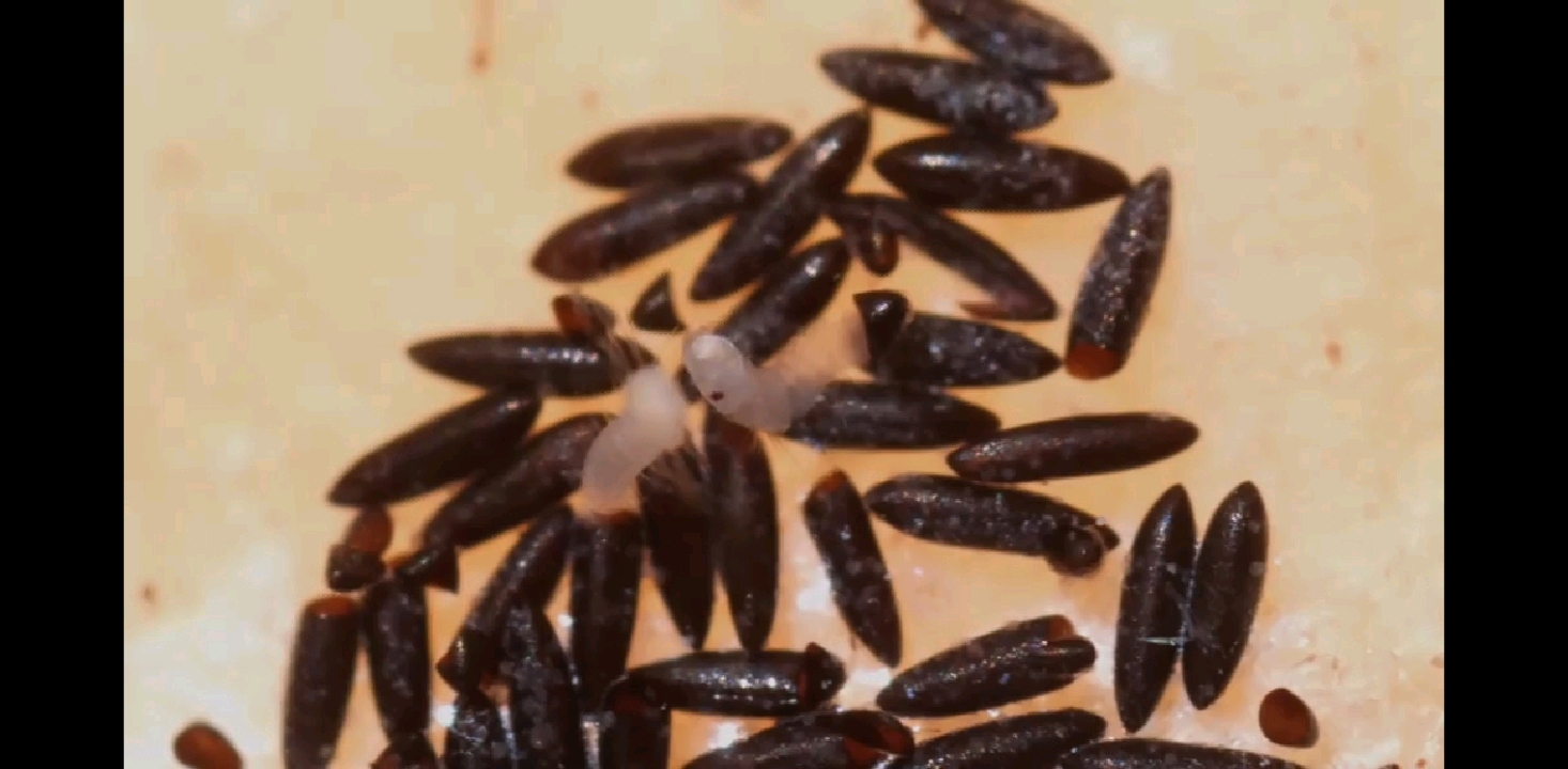 蚊子的卵 - 哔哩哔哩