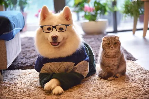 犬猫得了胆结石,是切除胆囊还是保胆取石? - 哔哩哔哩