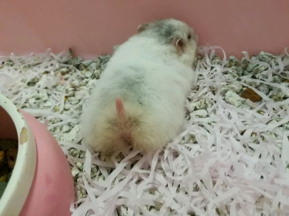 仓鼠繁殖禁忌,怀孕征兆及产后照料、注意事项