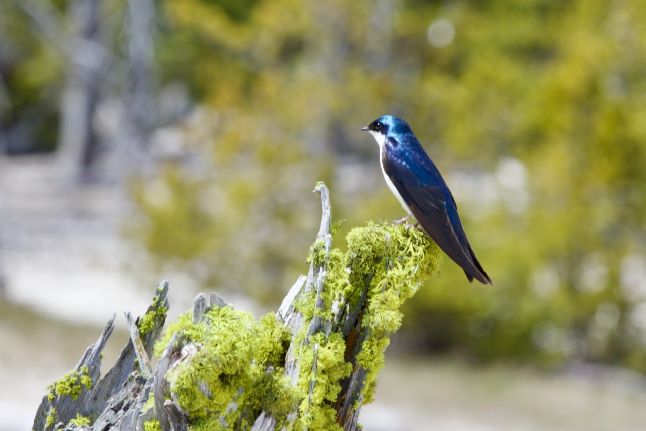 温哥华最常见的鸟类