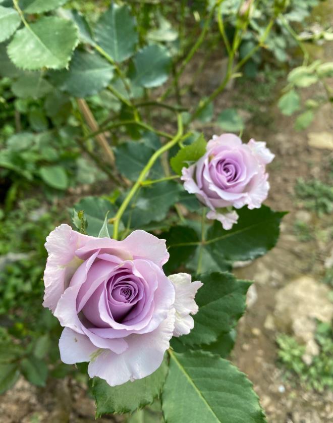 蓝紫色月季汇总极具诱惑力的蓝色系月季