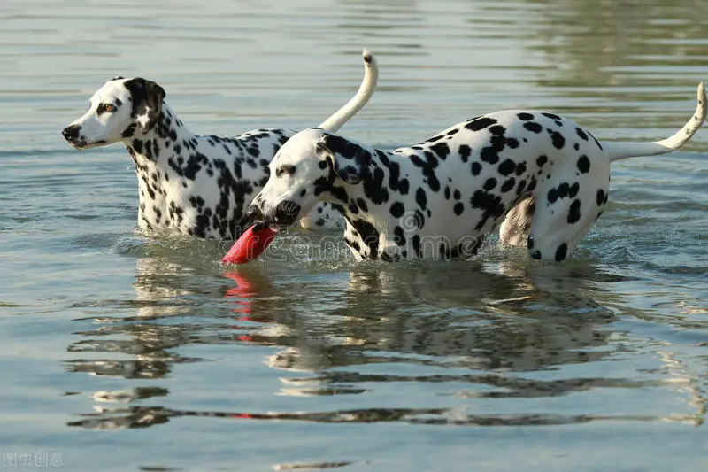 被公认为最优雅的品种之一的斑点狗 大麦町犬的科普小知识全在这 哔哩哔哩