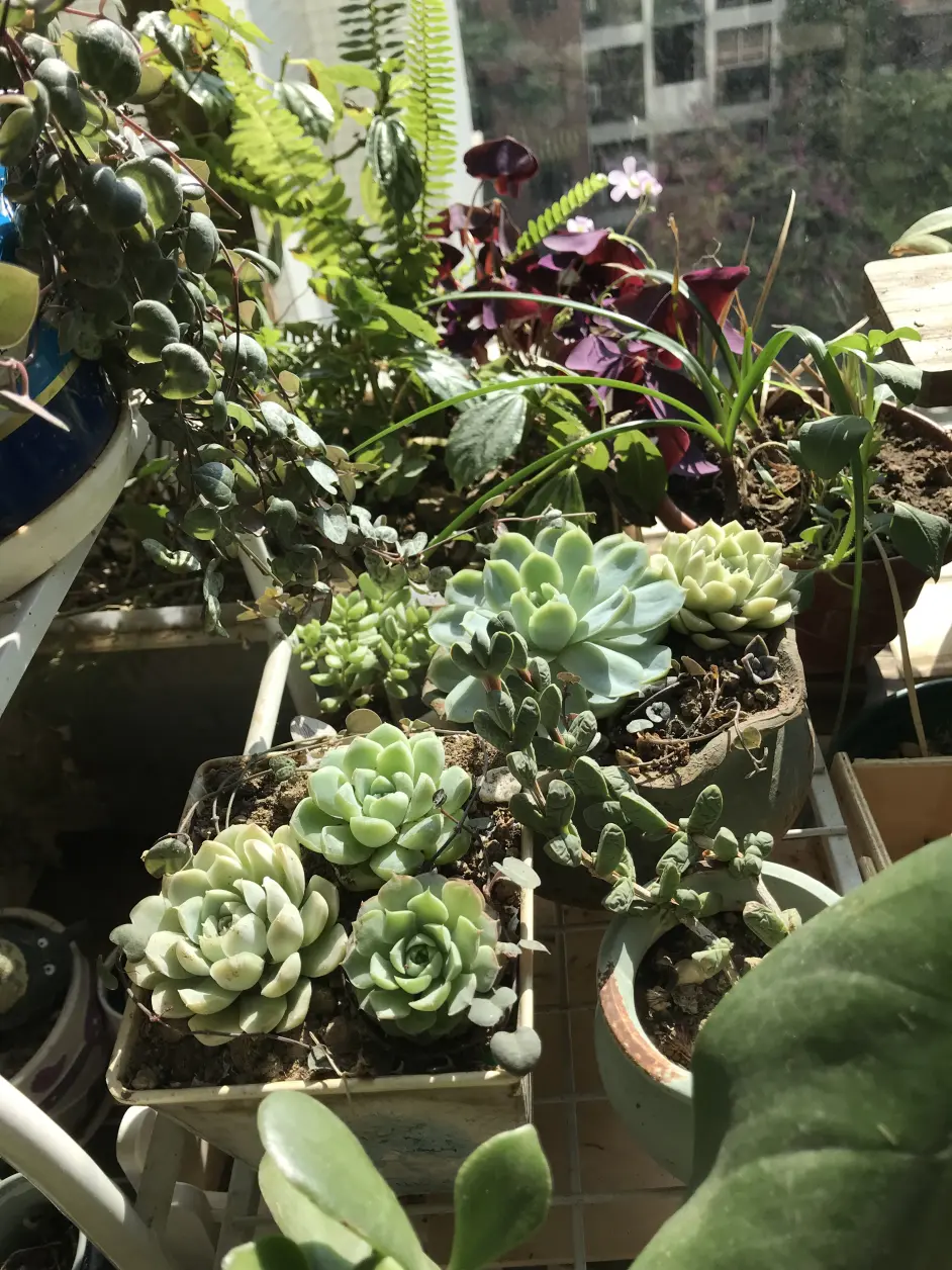 园艺手记丨纵然我只有一个小小的阳台 哔哩哔哩 园艺手记丨纵然我只有一个小小的阳台 哔哩哔哩