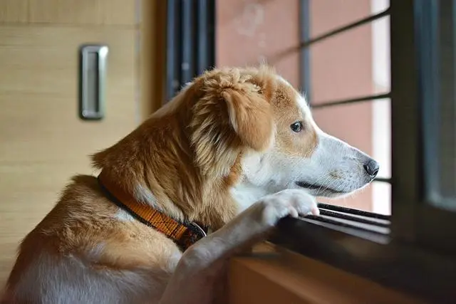 狗狗太爱我了 我一走就挠门哀嚎 该拿什么拯救狗狗的分离焦虑 哔哩哔哩