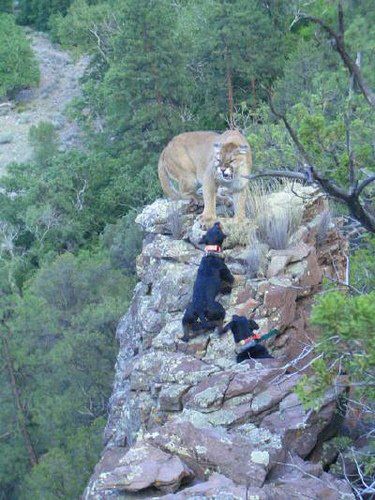 为什么狗打不过猫?猞猁和大型犬比到底谁厉害