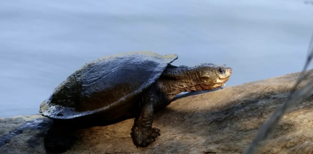 桃红癞颈龟的本名叫舒氏癞颈龟,桃红癞颈龟是玩家们最常用的名字,主要