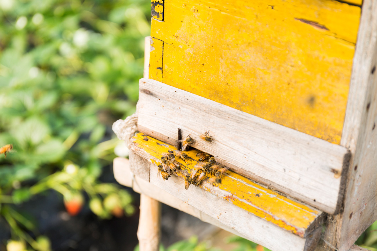 蜂胶有什么功效，什么样的人群可以食用蜂胶？ - 知乎