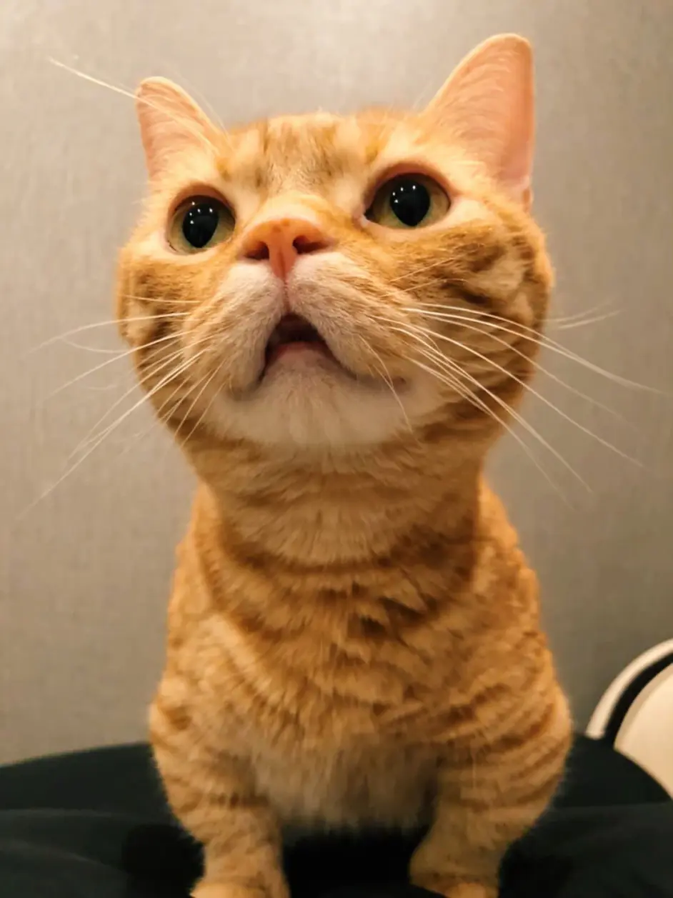 声优趣d Dd 乐园出品 217 哔哩哔哩