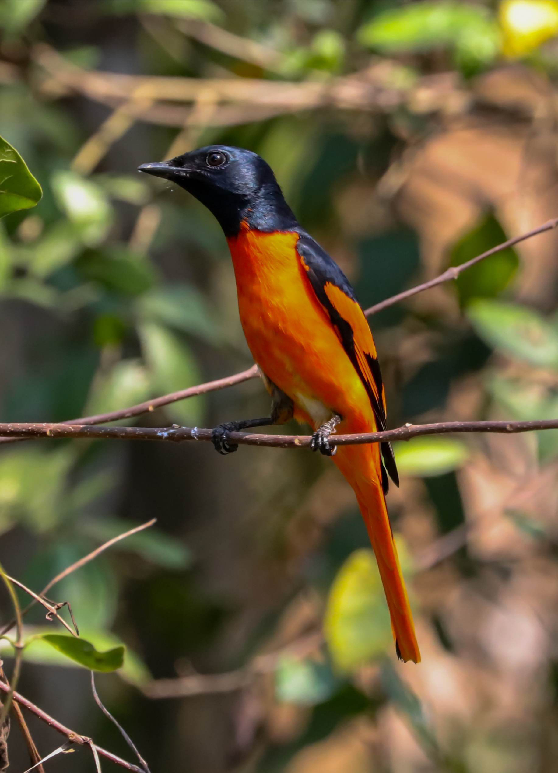 赤红山椒鸟为山椒鸟科山椒鸟属的鸟类,俗名红十字鸟,朱红山椒鸟.