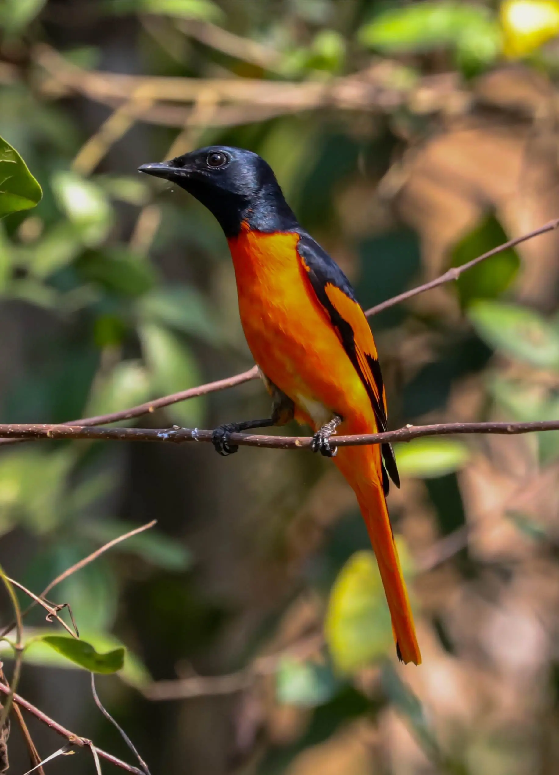 赤红山椒鸟为山椒鸟科山椒鸟属的鸟类,俗名红十字鸟,朱红山椒鸟.